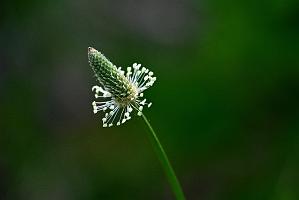2025-06138917 Tower Hill Botanic Garden, MA